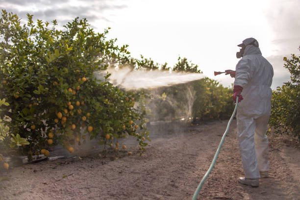 Best Insect Control  in Bogalusa, LA