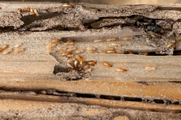 Best Affordable Pest Control Services  in Bogalusa, LA
